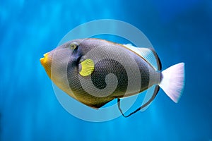 Photo of exclusive Triggerfish