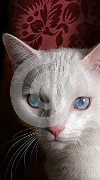 Photo of Face of White Cat with Blue Eyes