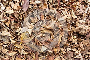 Photo of fallen dry leaves on the ground. Slightly out of focus frame to use as background