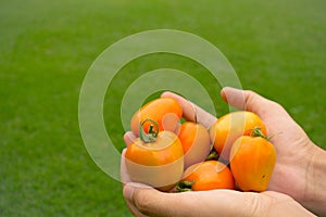 Photo about farmer holding fresh juicy organic tomatoes in hand. Photo about vegetables