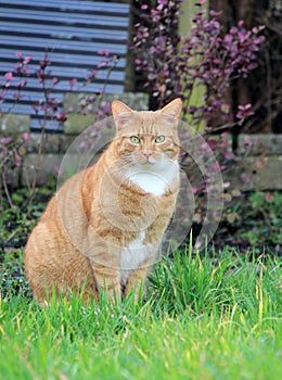 Cute cat is sitting in the garden photo