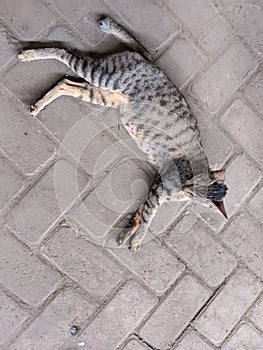 photo of a female cat lying on the floor casually