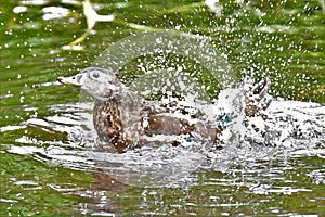 A photo of Female woodduck bathing in the lake.