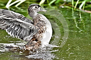 A photo of Female woodduck stretching the wings .