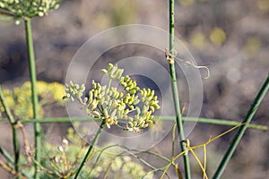 photo of fennel seeds grow on the plant