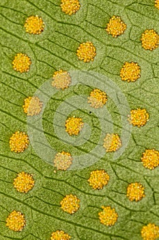 Fern leaf closeup texture - leaf macro texture photo