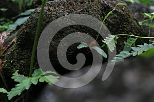 photo of ferns & x28;Tracheophyta& x29; growing between rocks photo