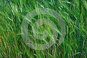 This is a photo of a field of green barley plants in various stages of growth, blowing in the wind. The photo is taken from a low