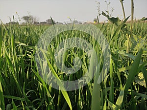 This photo is of the fields of India