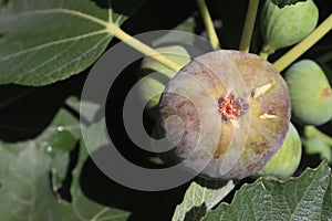 photo of a fig in a fig trree