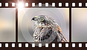 Photo film with hawk. Vector illustration of predatory bird