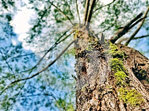 photo of a fine leaf fir tree.

ï¿¼