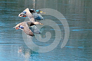 Photo-finish on the duck race