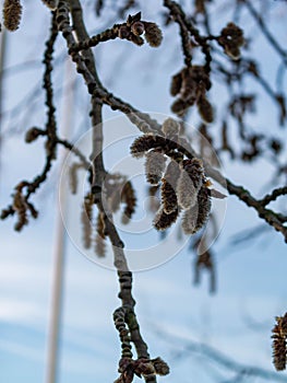 Photo of the firsts buds of the season