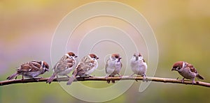 Photo with a flock of funny birds and Chicks sparrows sit on a branch in a Sunny summer garden and chirp merrily photo