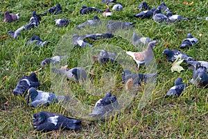 Photo of a flock of pigeons on green grass.