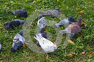 Photo of a flock of pigeons on green grass. Close-up.