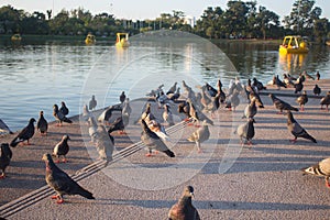 Photo of a flock of pigeons resting on the ground