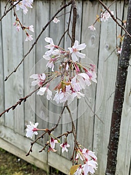 Photo of the flower of Almond , Sweet almond , Almendro or Prunus dulcis Mill. D.A.Webb