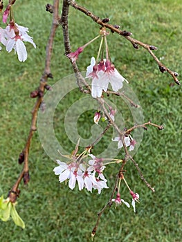 Photo of the flower of Almond , Sweet almond , Almendro or Prunus dulcis Mill. D.A.Webb