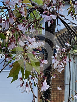 Photo of the flower of Almond , Sweet almond , Almendro or Prunus dulcis Mill. D.A.Webb photo