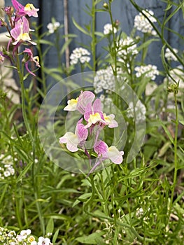 Photo of the flower of Annual toadflax photo