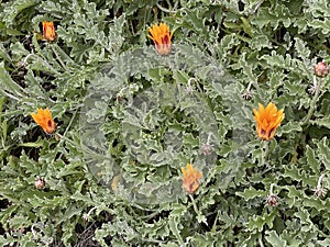 Photo of the flower of Arctotis acaulis or African Daisy