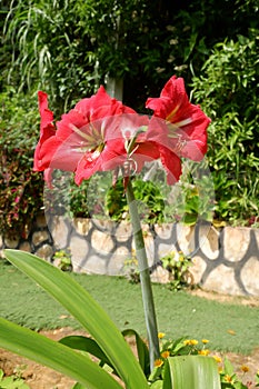 a photo of a flower in bloom, taken on the slope of & x27;Sumbing& x27; mountain