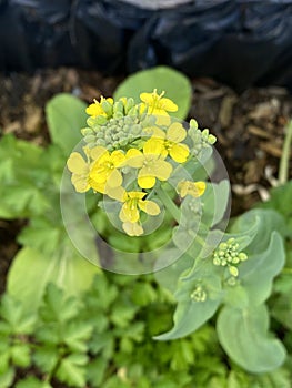 Photo of the Flower of Brassica Rapa Chinensis Bok Choy Pak Choi or Pok Choi