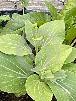 Photo of the Flower of Brassica Rapa Chinensis Bok Choy Pak Choi or Pok Choi photo