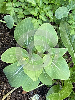 Photo of the Flower of Brassica Rapa Chinensis Bok Choy Pak Choi or Pok Choi photo