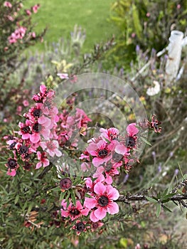 Photo of the Flower of Tea Tree of Manuka Burgundy-Red  or Wiri Donna Cultivar photo