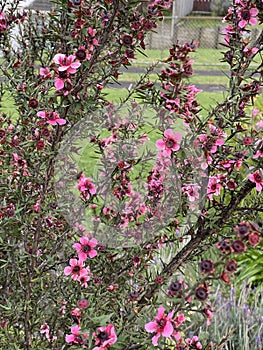 Photo of the Flower of Tea Tree of Manuka Burgundy-Red  or Wiri Donna Cultivar photo