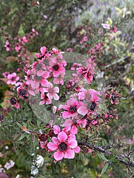 Photo of the Flower of Tea Tree of Manuka Burgundy-Red  or Wiri Donna Cultivar photo