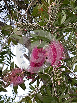 Photo of Flower of Callistemon Hot Pink Bottlebrush