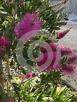 Photo of Flower of Callistemon Hot Pink Bottlebrush