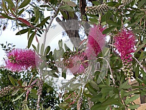 Photo of Flower of Callistemon Hot Pink Bottlebrush
