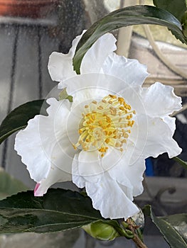 Photo of the Flower of  Camellia Japonica Cinnamon Cindy