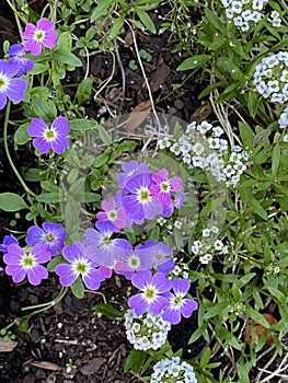 Photo of the Flower of Carpet of Snow Alyssum or Lobularia Maritima