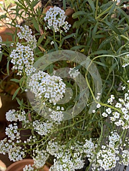 Photo of the Flower of Carpet of Snow Alyssum or Lobularia Maritima