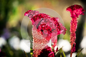 A photo of a flower celosia comb. Largly