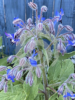 Photo of the Flower of Centaurea Cyanus Cornflower or Bachelor`s Button