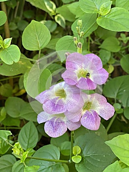 Photo of Flower of Chinese Violet  Ganges Primrose Philippine Violet Coromandel Creeping Foxglove or Asystasia Gangetica photo