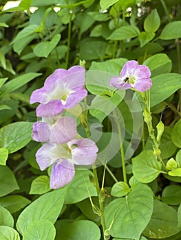 Photo of Flower of Chinese Violet  Ganges Primrose Philippine Violet Coromandel Creeping Foxglove or Asystasia Gangetica photo