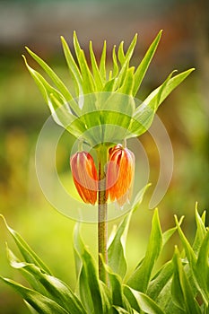 Photo of a flower cluster of a Tulip - red, looking down buds, beautiful crown green pointed leaves.