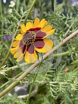 Photo of the Flower of Coreopsis Verticillata Zagreb