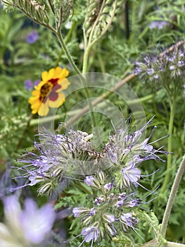 Photo of the Flower of Coreopsis Verticillata Zagreb