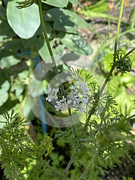 Photo of the Flower of Coriander Coriandrum Sativum Chinese Parsley Dhania or Cilantro
