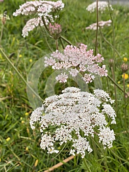 Photo of the Flower of Daucus Carota, Wild Carrot, Bird`s Nest, Bishop`s Lace or Queen Anne`s Lace