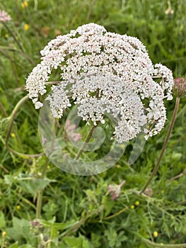 Photo of the Flower of Daucus Carota, Wild Carrot, Bird`s Nest, Bishop`s Lace or Queen Anne`s Lace